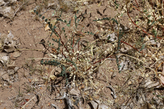 Astragalus lentiginosus wilsonii