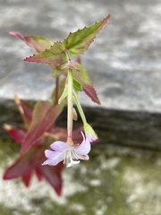 Epilobium