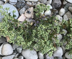 Polycarpon tetraphyllum