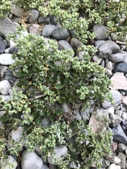 Polycarpon tetraphyllum