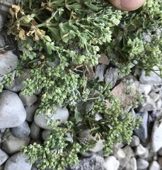 Polycarpon tetraphyllum