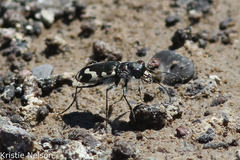 Cicindela willistoni
