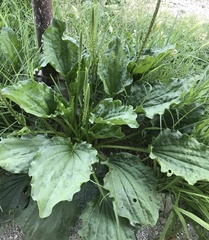 Plantago major