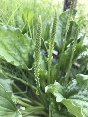 Plantago major