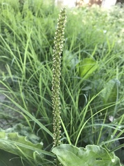 Plantago major