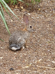 Sylvilagus audubonii
