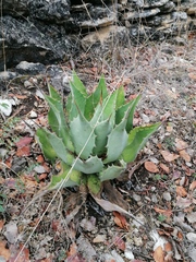 Agave potatorum