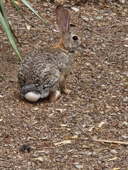 Sylvilagus audubonii