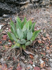 Agave potatorum