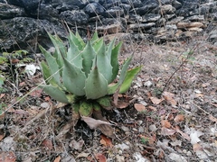 Agave potatorum