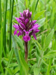 Dactylorhiza purpurella