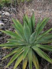 Agave lyobaa