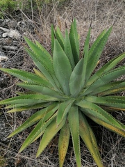Agave lyobaa