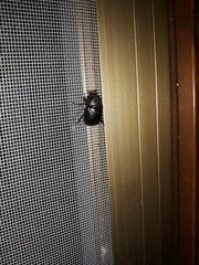 Pentodon bidens punctatus