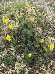 Potentilla biflora