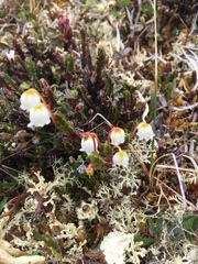 Cassiope tetragona tetragona