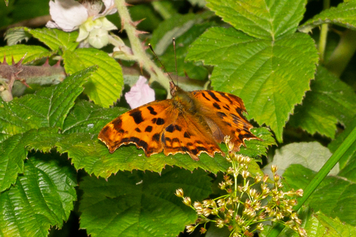 Comma butterfly