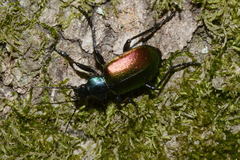 Calosoma sycophanta