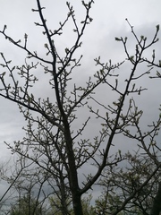 Bursera morelensis