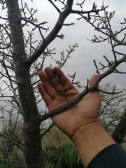 Bursera morelensis