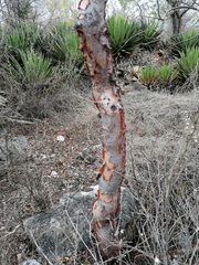Bursera morelensis