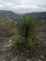 Agave karwinskii