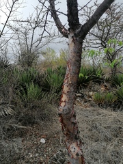 Bursera morelensis
