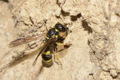 Symmorphus crassicornis