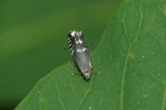 Glyphipterix simpliciella