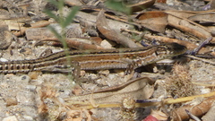 Podarcis guadarramae