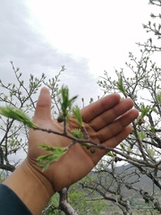 Bursera morelensis