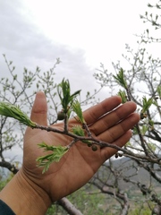 Bursera morelensis