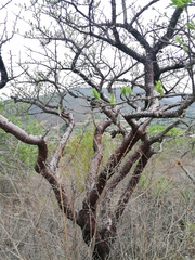 Bursera morelensis