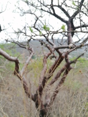 Bursera morelensis