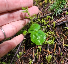Neottia banksiana