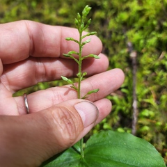 Neottia banksiana