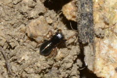 Chalcoscirtus infimus