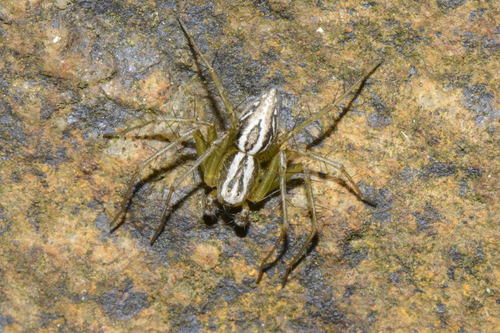 Oxyopes lineatus