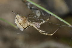 Uloborus walckenaerius