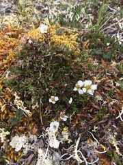 Cherleria arctica