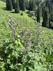 Aconitum leucostomum