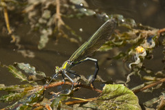 Calopteryx splendens