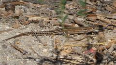 Podarcis guadarramae