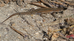 Podarcis guadarramae
