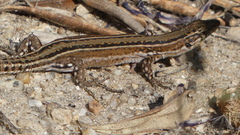 Podarcis guadarramae