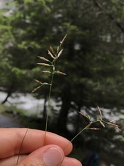 Festuca quadriflora