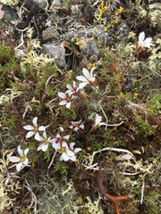 Cherleria arctica