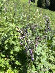 Aconitum leucostomum