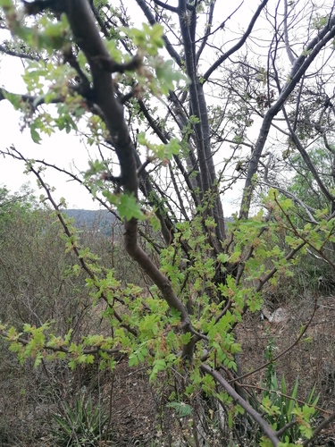 Bursera glabrifolia, photograph 2