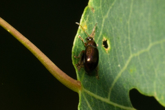 Crepidodera aurea